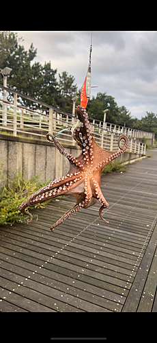 タコの釣果