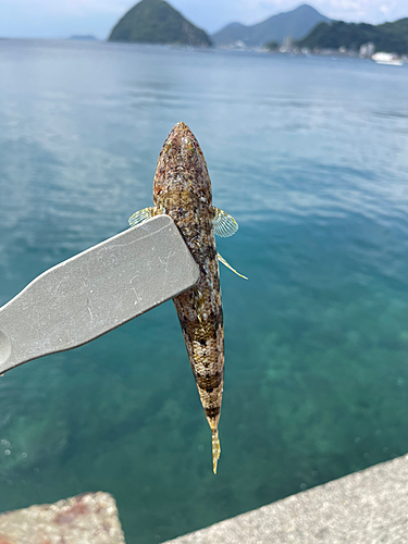 エソの釣果