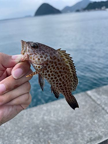 オオモンハタの釣果