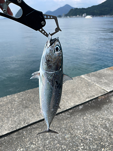 オオモンハタの釣果