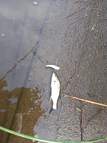 セイゴ（タイリクスズキ）の釣果