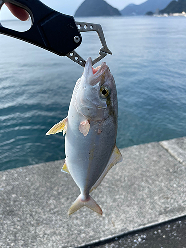 ショゴの釣果