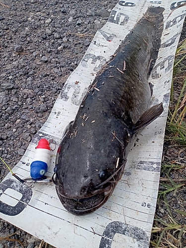 ナマズの釣果