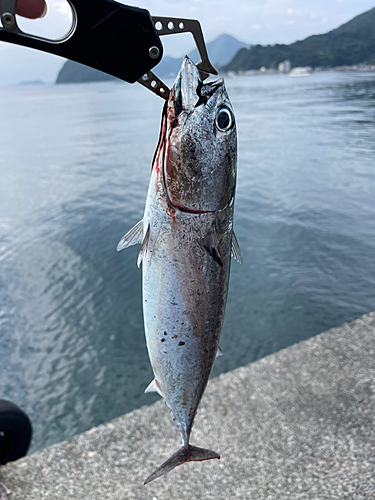 ソウダガツオの釣果