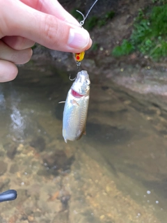 ウグイの釣果