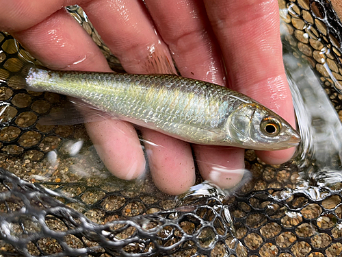 オイカワの釣果