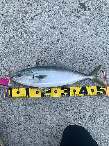 イナダの釣果