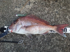 マダイの釣果