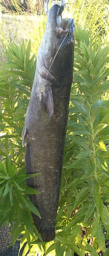 ニホンナマズの釣果