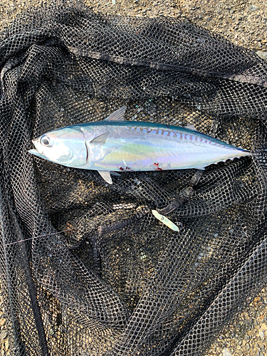 ソウダガツオの釣果