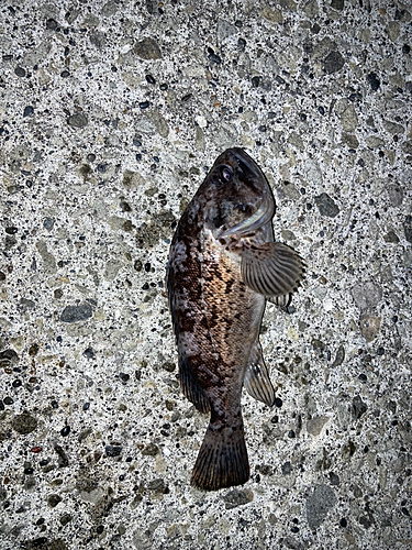 クロソイの釣果