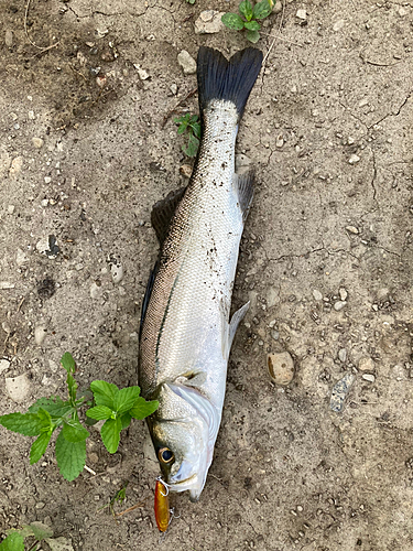 セイゴ（マルスズキ）の釣果