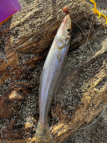 キスの釣果