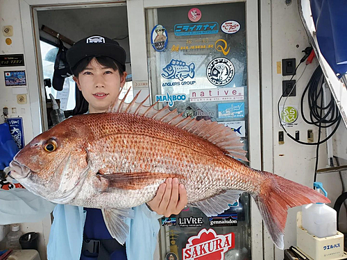 マダイの釣果