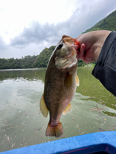 ラージマウスバスの釣果