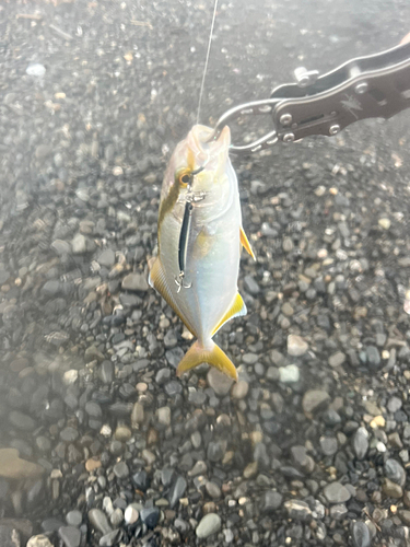 ショゴの釣果