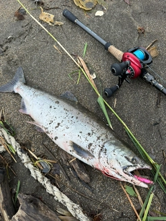 カラフトマスの釣果