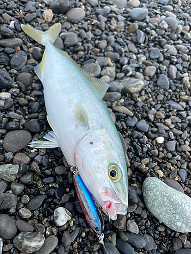 ワカシの釣果