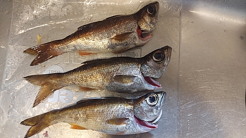 クロムツの釣果