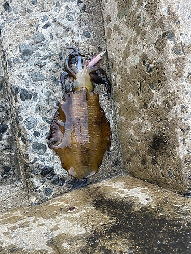 アオリイカの釣果