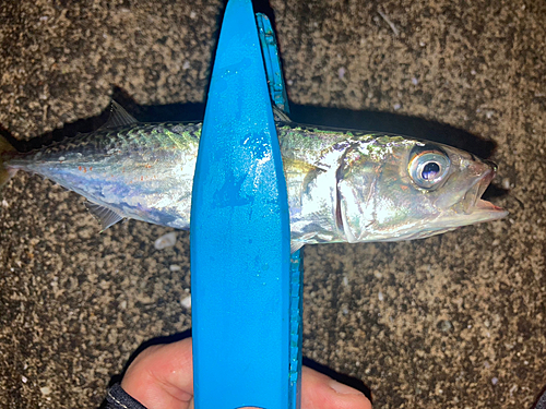 サバの釣果