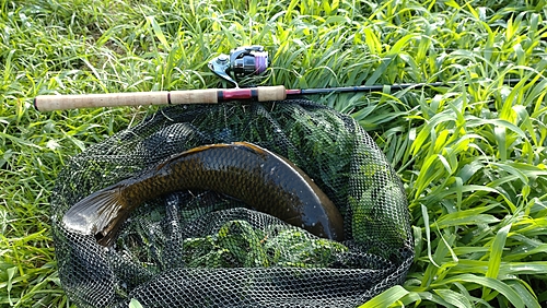 コイの釣果