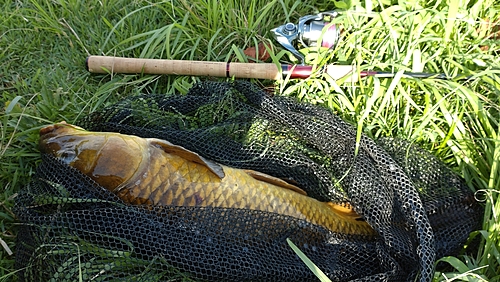 コイの釣果