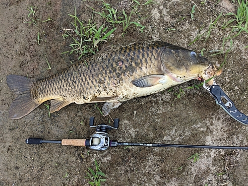 コイの釣果