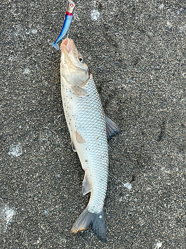 ニゴイの釣果