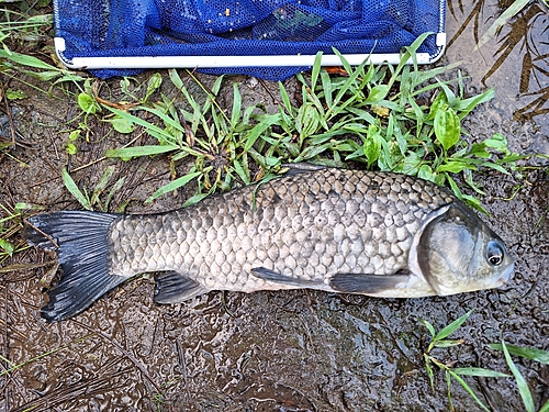 フナの釣果