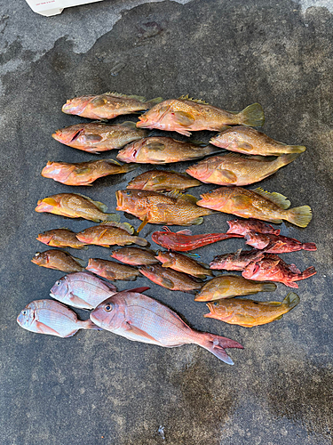 マダイの釣果