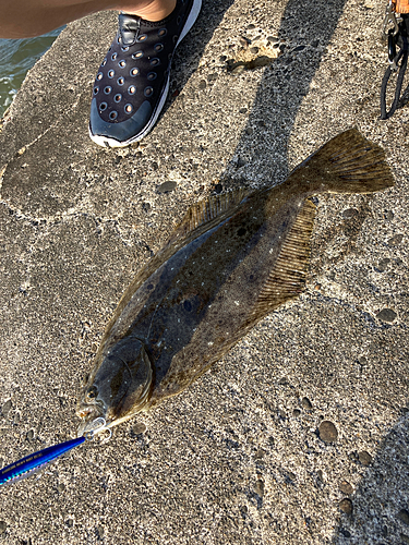 ヒラメの釣果