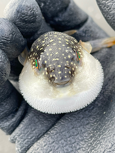 フグの釣果