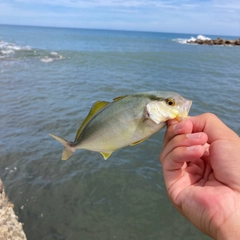 ショゴの釣果