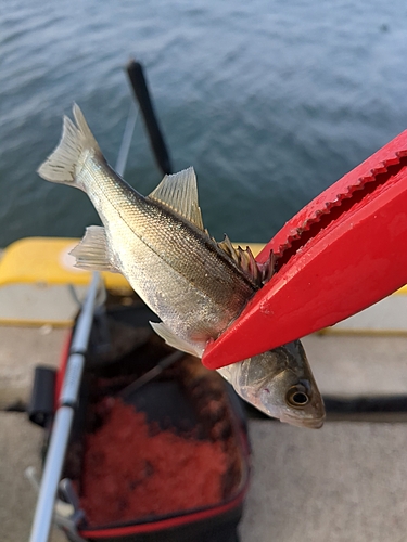 フッコ（マルスズキ）の釣果