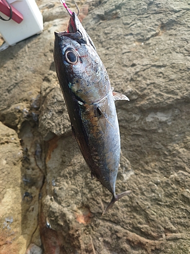 マルソウダの釣果