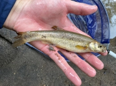 アブラハヤの釣果