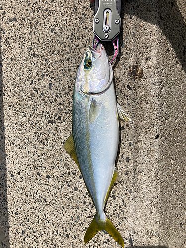 イナダの釣果