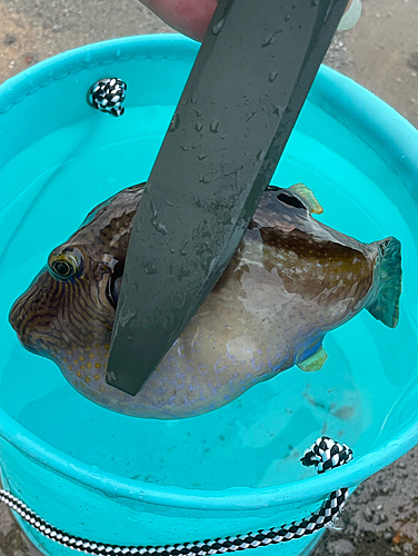 カワハギの釣果