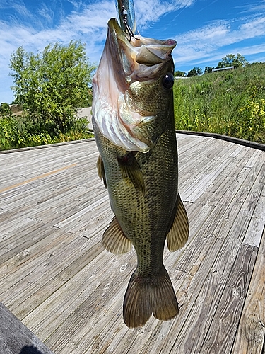 ブラックバスの釣果