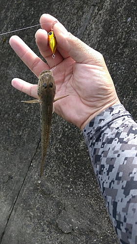 ハゼの釣果