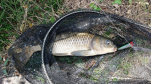 コイの釣果