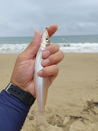 キスの釣果