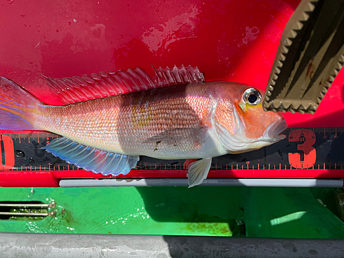 アマダイの釣果