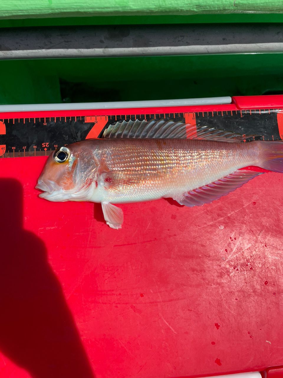 魚喰いさんの釣果 2枚目の画像