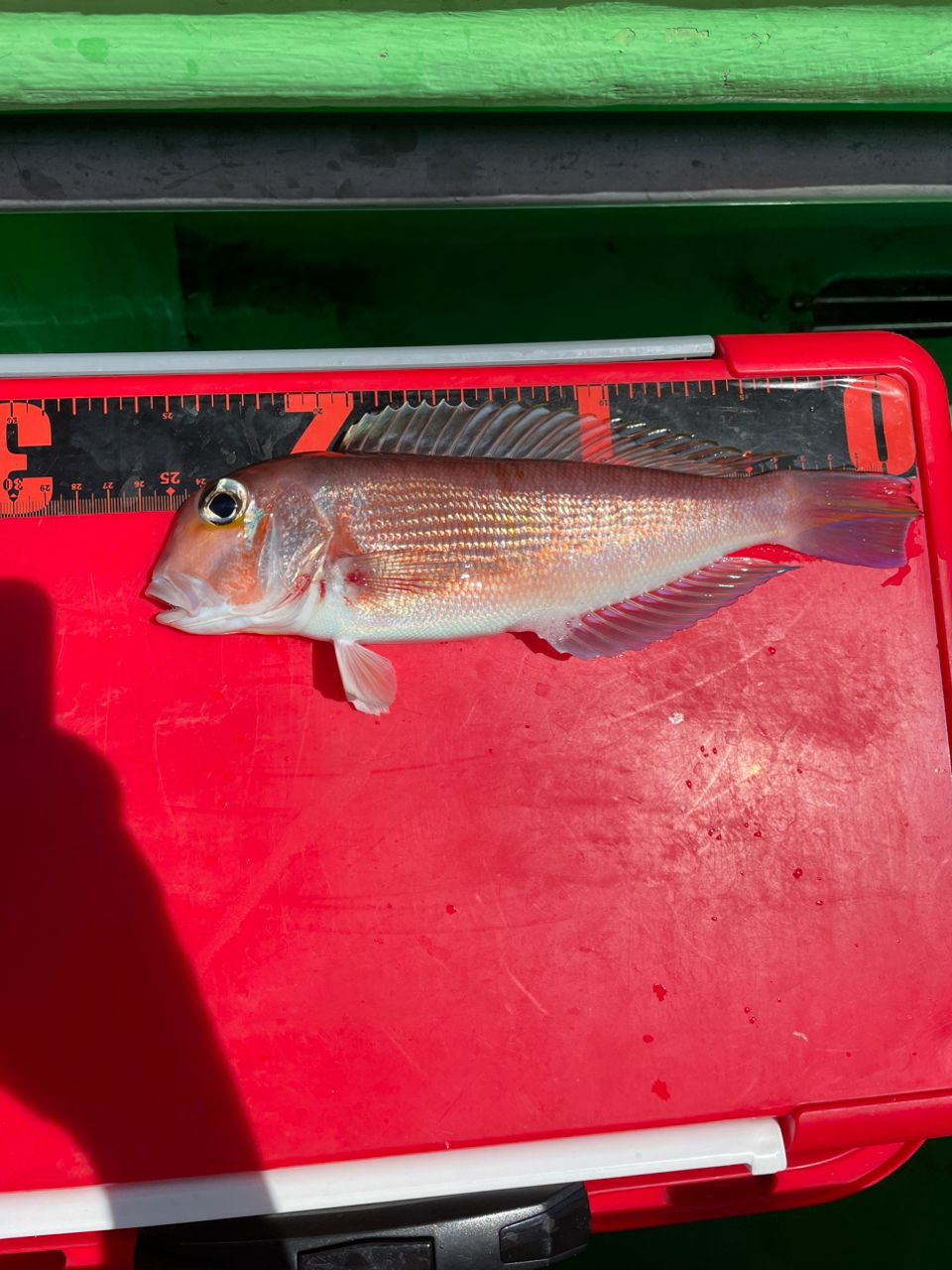 魚喰いさんの釣果 3枚目の画像