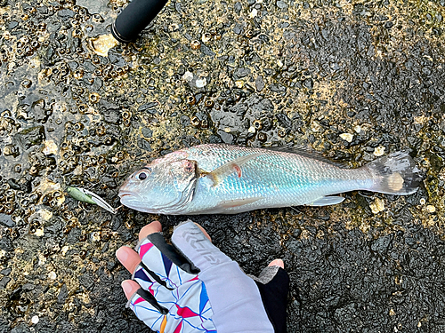 イシモチの釣果