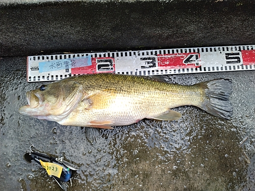 ブラックバスの釣果