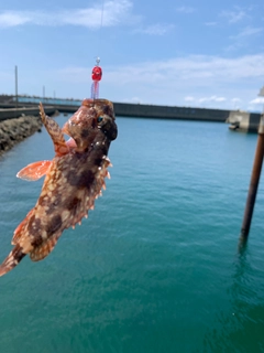 アラカブの釣果