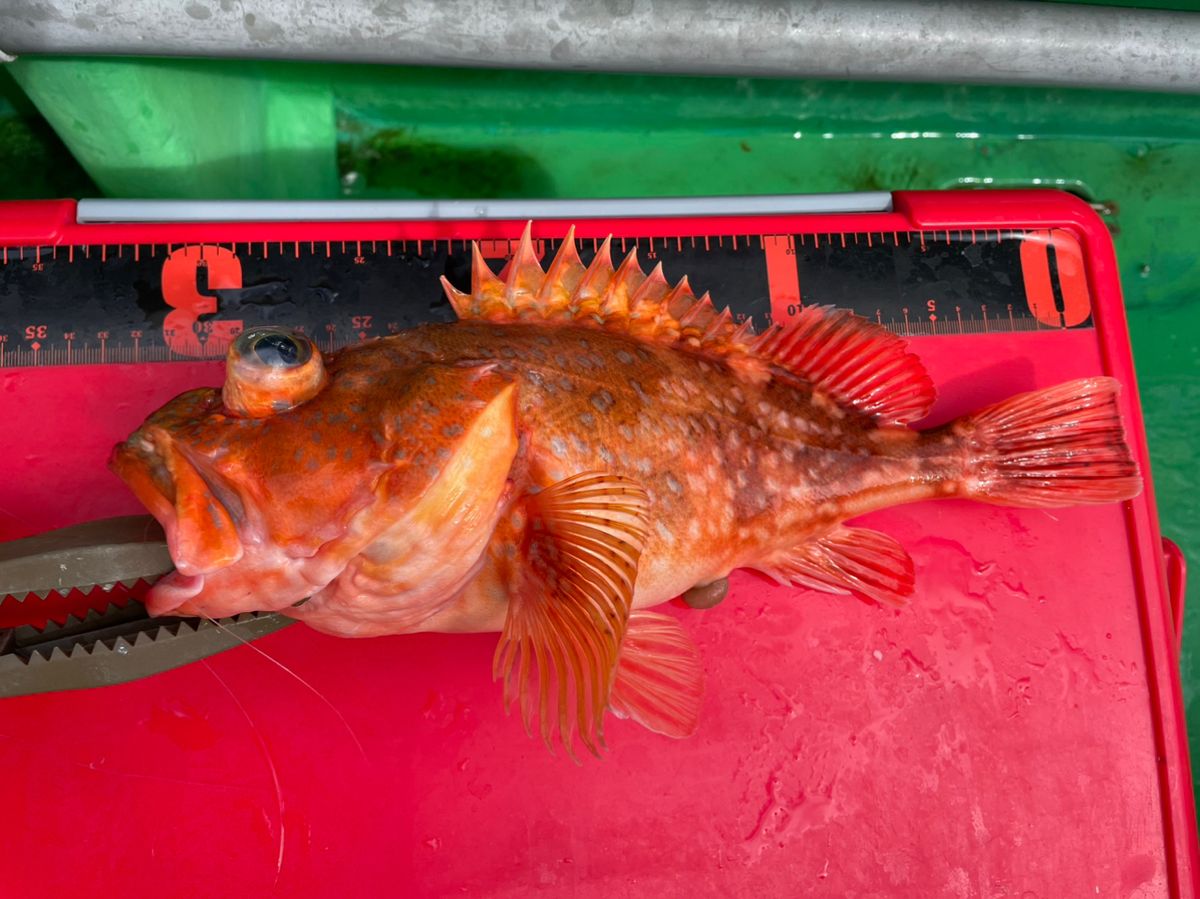 魚喰いさんの釣果 2枚目の画像